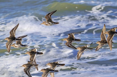 Flock of purple sandpipers (Calidris maritima) in non-breeding plumage flying over sea water along