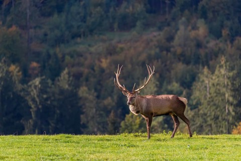 One male Altai maral, Altai wapiti or Altai elk (Cervus canadensis sibiricus) walks on a meadow. A