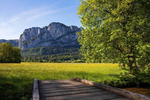 Maple tree and spring flower meadow with dragon wall, Mondseeland, Salzkammergut, Upper Austria,