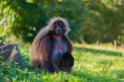 Portrait of an adult male Gelada (Theropithecus gelada), or bleeding-heart monkey, resting on a