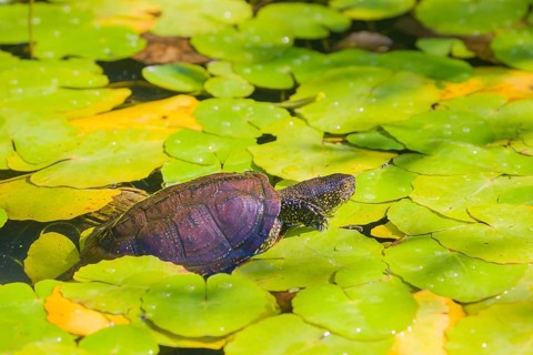 A European pond turtle (Emys orbicularis), makes its way through the leaves of Water Lilly covererd