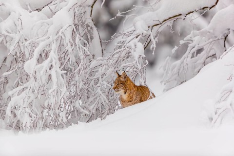 One young male Eurasian lynx, (Lynx lynx), walking through deep snow covered undergrowth in a