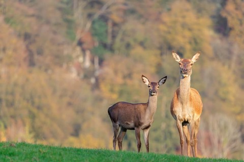 An adult red deer hind (Cervus elaphus) and a calf are standing in a meadow in the beautiful