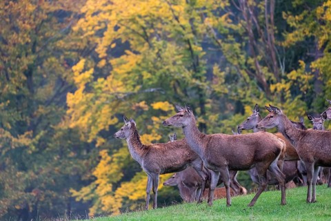 A herd of red deer (Cervus elaphus) stands on a meadow on hilly ground at a forest edge