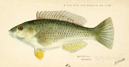 Spotted or paketi, Notolabrus celidotus, The spotty or paketi, fish, reproduction of an original,