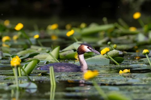 Great Crested Grebe (Podiceps cristatus), Nettetal, Germany, Europe