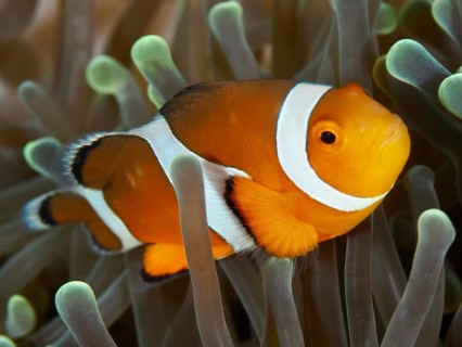 Close-up of an orange-white Ocellaris Clownfish (Amphiprion ocellaris) in a sea anemone, calm