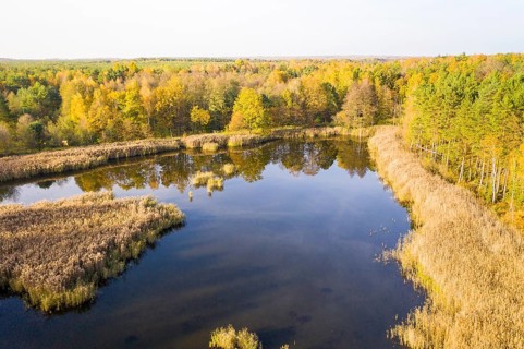 Aerial view of a pond of the Luggraben with a wide reed belt in autumn, near the Königsbrücker
