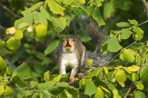 Grey squirrel (Sciurus carolinensis) adult animal in a Hazel tree in the autumn, England, United