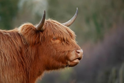 Highland cattle or cow (Bos taurus taurus) adult farm animal head portrait, England, United