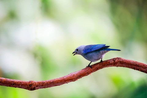 Episcopal Tanager (Thraupis episcopus), Tangare (Thraupidae), Alajuela, Costa Rica, Central America