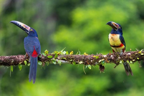 Collared Aracari (Pteroglossus torquatus), Toucans (Ramphastidae), Laguna del Lagarto Lodge,