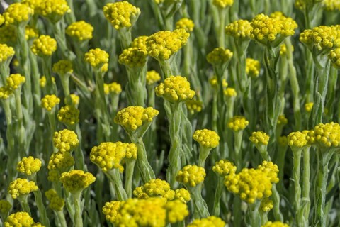 Asteraceae (Helichrysum compactum), Botanical Garden Jardin du Lautaret, Villar-d'Arêne,