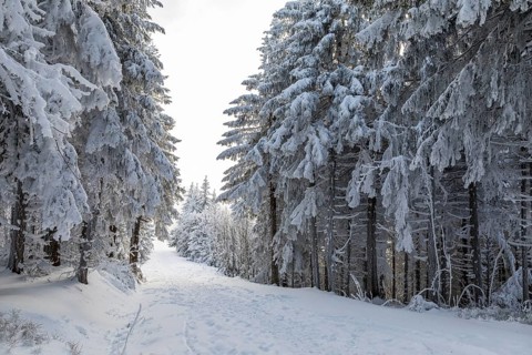 Even the tree trunks are all decorated with hoarfrost, snowy winter landscape on the Auersberg,