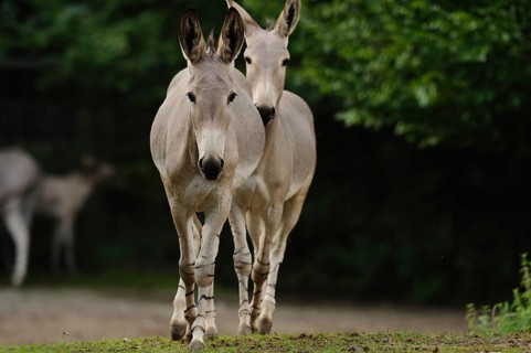 Two donkeys standing side by side on an earthy ground against a background of green trees, Somali