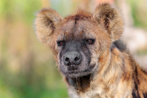 Portrait of a Spotted Hyena (Crocuta crocuta), or Laughing Hyena in beautiful light