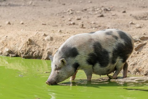 A female Vietnamese pot-bellied pig, Sus scrofa f. domestica, stands in a pond with green water and