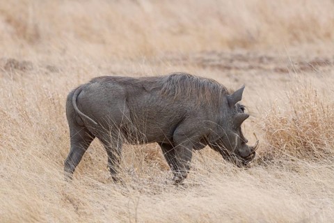 Southern warthog (Phacochoerus africanus sundevallii), adult male foraging in tall dry grass,