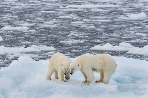 Polar bears (Ursus maritimus) on the pack ice at 82 degrees north on an ice floe, mother with cubs,