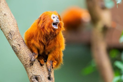 Golden lion tamarin (Leontopithecus rosalia), climbing on a tree, captive, Germany, Europe