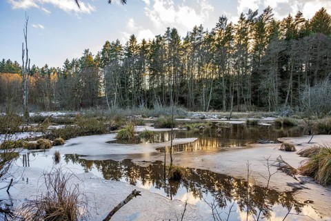 Winterladscape of a swamp with ice, Lengenbach, Deining, Upper Palatinate, Bavaria, Germany, Europe