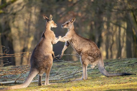 Eastern Gray Kangaroo (Macropus giganteus), two males fighting on a meadow, captive, occurance