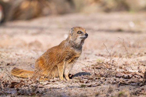 Yellow mongoose (Cynictis penicillata), in the dessert on a sunny day, captive
