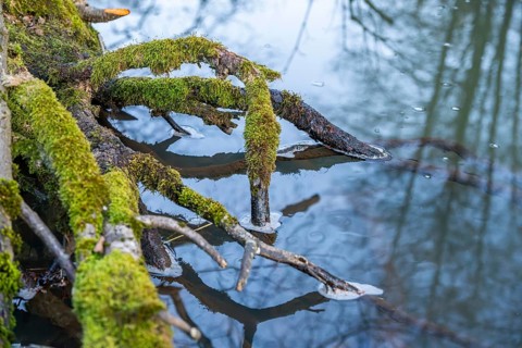 Winterladscape of a swamp with water and trees, Lengenbach, Deining, Upper Palatinate, Bavaria,