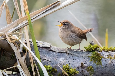 Singing wren (Troglodytes troglodytes) on a branch in a natural environment, Hesse, Germany, Europe