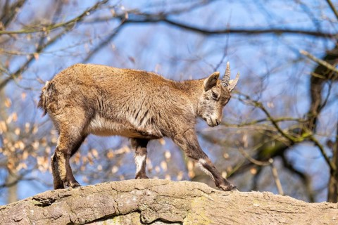 Alpine ibex (Capra ibex), in the mountains, Bavaria, Germany, Europe