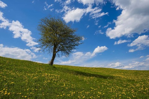 Flowering dandelion meadow (Taraxacum) and single English oak (Quercus robur), natural landscape