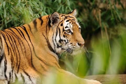 A tiger lies relaxed amidst bamboo and foliage, Siberian tiger (Panthera tigris altaica), captive,