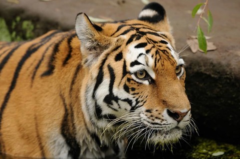 Close-up view of a tiger next to water with focussed view, Siberian tiger (Panthera tigris