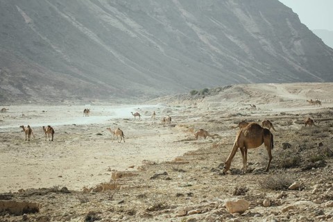 Camel herd (Camelus dromedarius) on the way back from the beach near Al Mhugsayl, Dhofar, Oman in