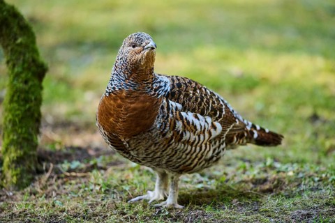 Western capercaillie (Tetrao urogallus) female (hen) standing on the ground at the edge of a foest,
