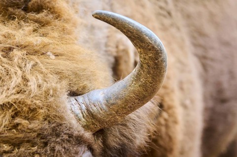 European bison (Bison bonasus), horn, detail, Bavarian Forest, Germany, Europe