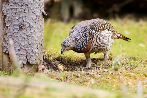 Western capercaillie (Tetrao urogallus) female (hen) standing on the ground at the edge of a foest,
