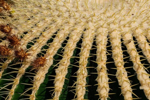 Golden globe cactus, Echinocactus grusonii alias Kroenleinia grusonii, also known colloquially as