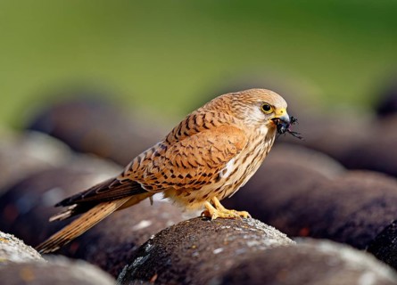 Female lesser kestrel (Falco naumanni) with captured cricket, ERxtremadura Spain