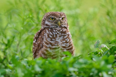 Burrowing owl (Speotyto cunicularia), sitting in a meadow, Pembroke Pines, Florida, USA, North