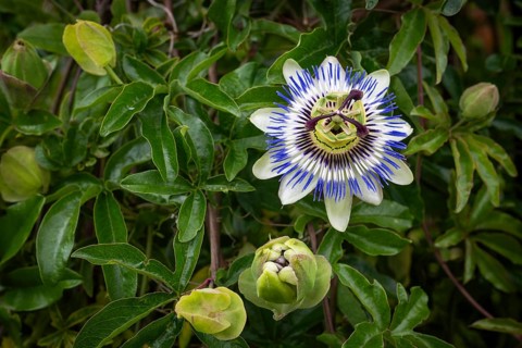 Top view of an exotic, blue-violet passion flower (Passiflora), Royal Botanic Gardens (Kew