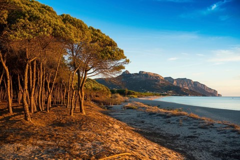 Lonely sandy beach and pine forest, Spiaggia di Isula Manna, sunrise, Santa Maria Navarrese, Gulf