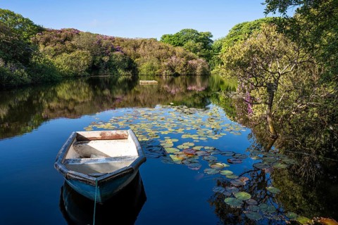 A small lake with an old boat and water lilies. Flowering rhododendrons (Rhododendron) grow on the