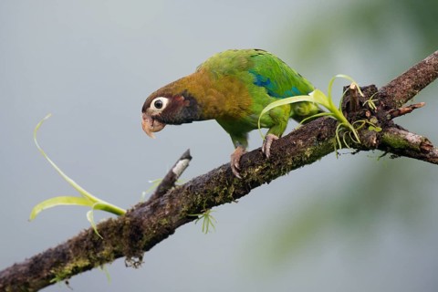 Grey-cheeked parrot (Pyrilia haematotis), Costa Rica, Central America