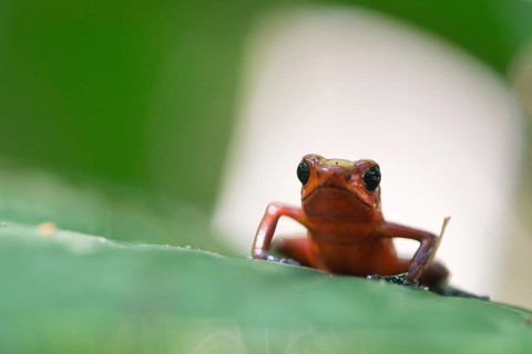 Strawberry frog (Oophaga pumilio), Tortuguera National Park, Costa Rica, Central America