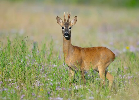 Roe deer (Capreolus capreolus), roebuck standing in a colourful spring meadow with clover