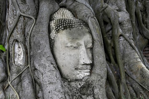 Sandstone Buddha head at the foot of a Bodhi tree in Wat Mahathat, Temple of the Great and Holy