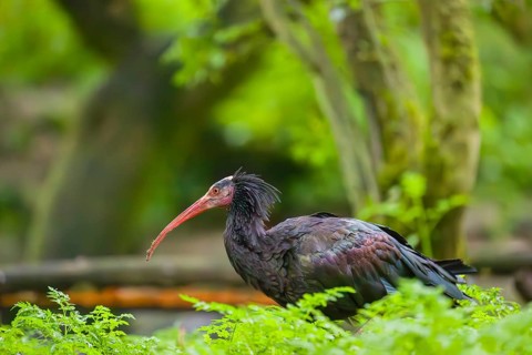 A Northern Bald Ibis, Hermit Ibis, Geronticus eremita, stands in green vegetation, looking for food