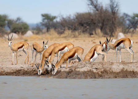 Herd of springboks (Antidorcas marsupialis) drinking at a waterhole, Nxai Pan National Park,