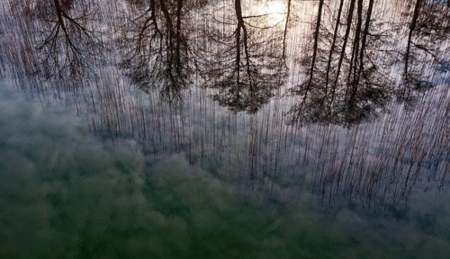 Drone shot, bare trees are reflected in the water at the reed belt, Mondsee, Salzkammergut, Upper